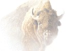 bisonback.jpg